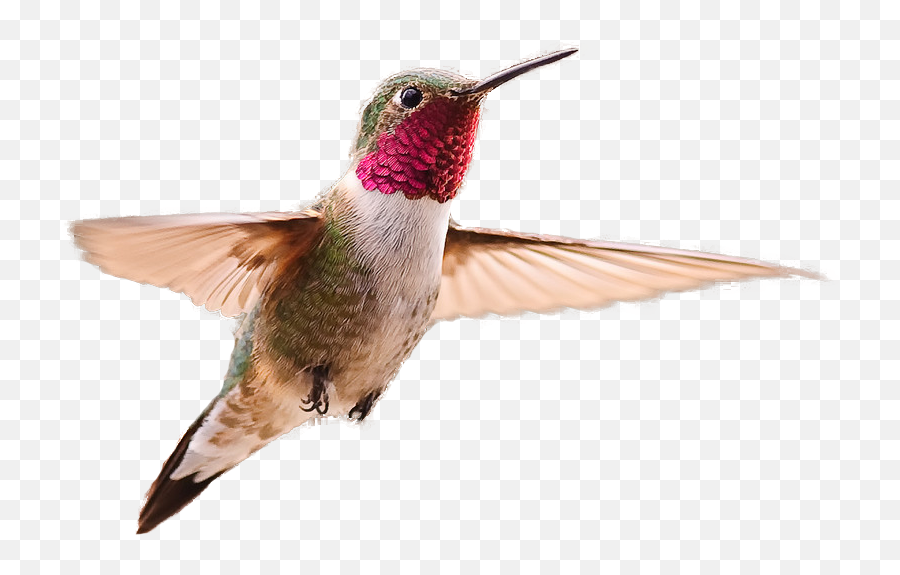 Hummingbird Png Images Transparent - Transparent Hummingbird Png Emoji,Hummingbird Png