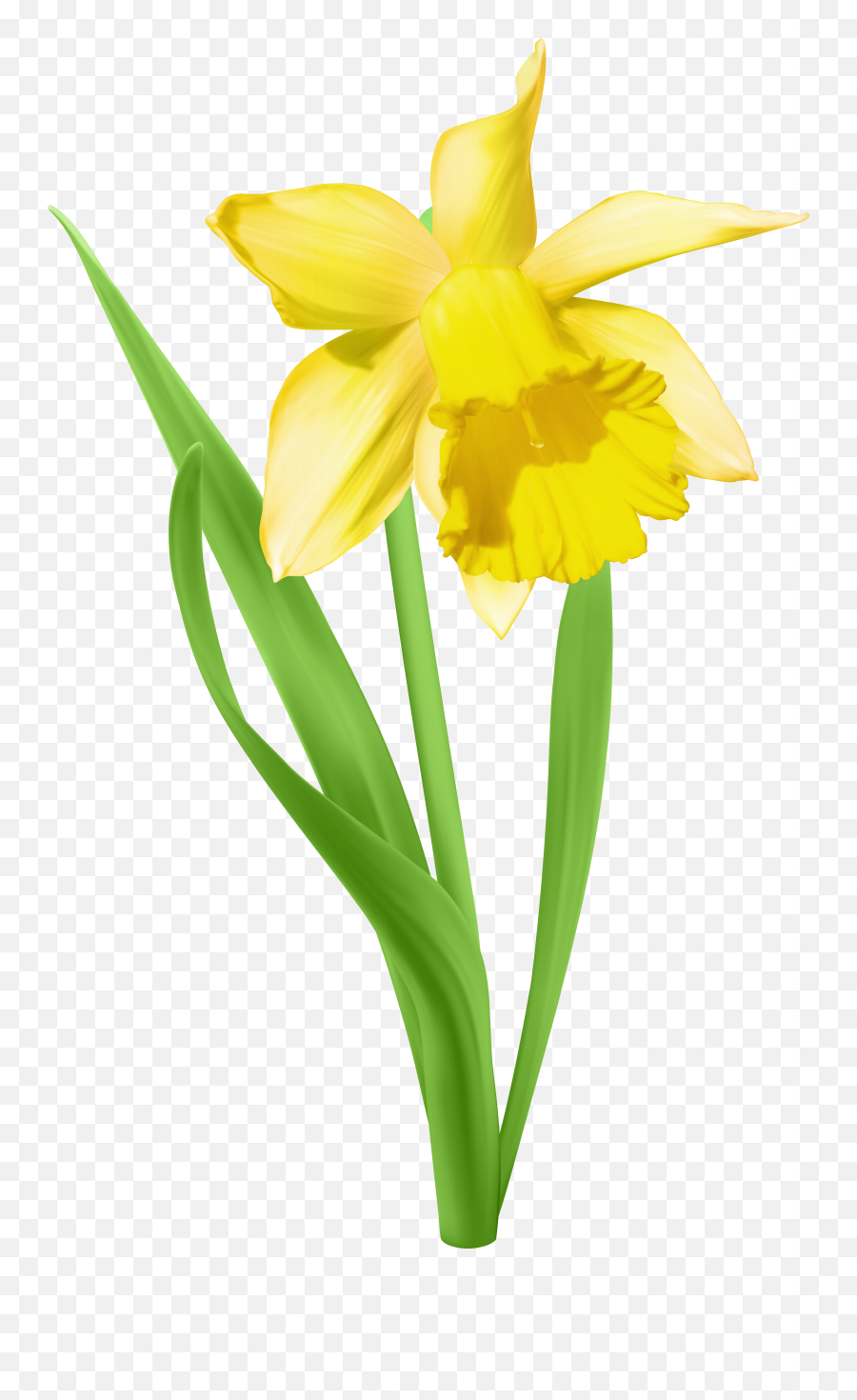 Daffodil Transparent Png Clip Art Image - Daffodil Clipart Png Emoji,Daffodil Clipart