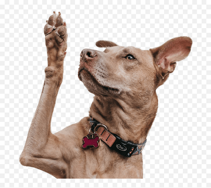Pet Pack Online Veterinary Marketing Digital Marketing - Dog Hand Emoji,Dog Paw Png