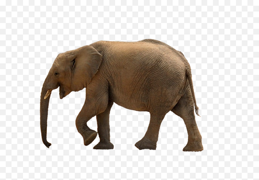 Elephant Png - Transparent Baby Elephant Emoji,Elephant Png