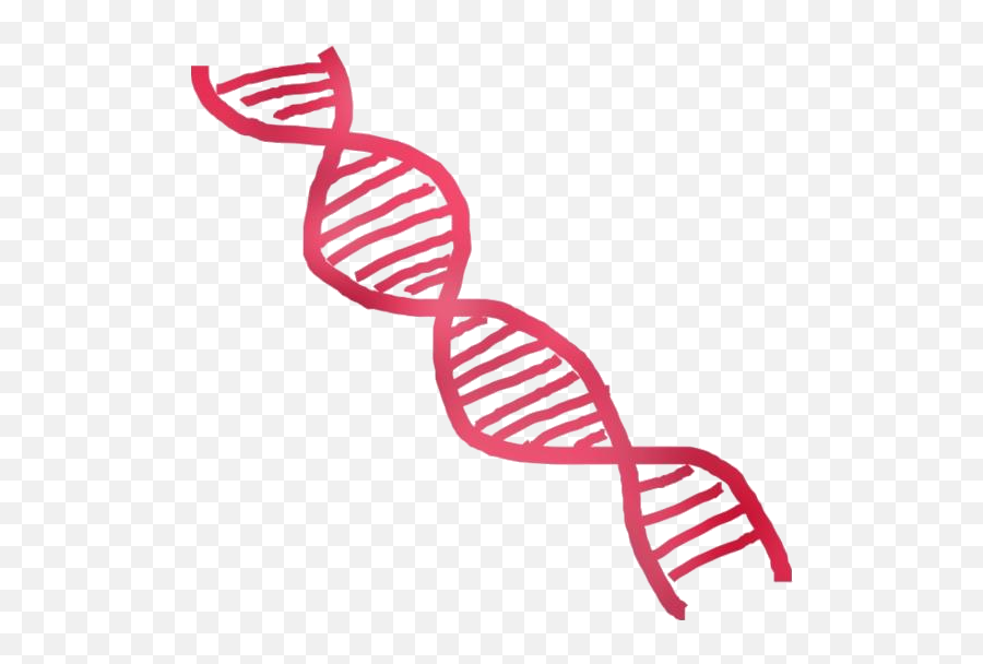 Transparent Dna Clip Art Chromosome Png Hd Transparent Emoji,Rna Clipart