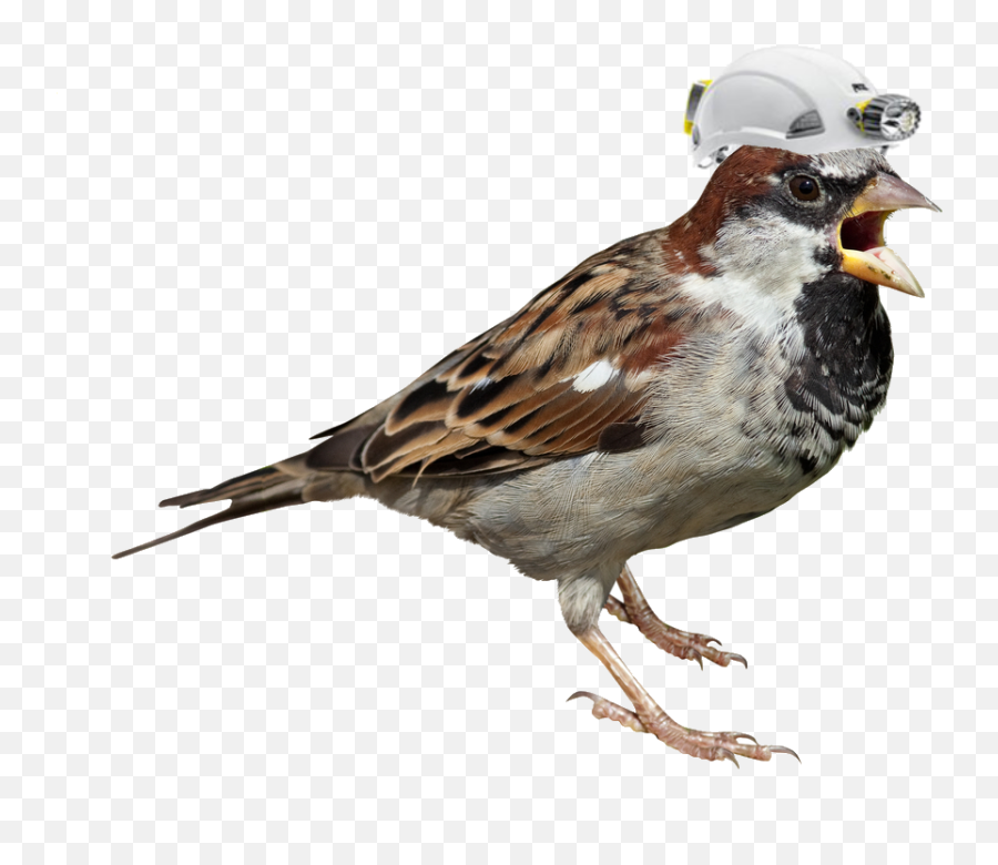 House Sparrow White Background - Clip Art Library Emoji,Sparrow Clipart