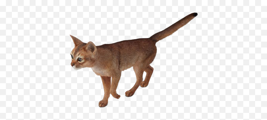 Abyssinian Cat Png Transparent Images Png All Emoji,Cat Ears Transparent Background