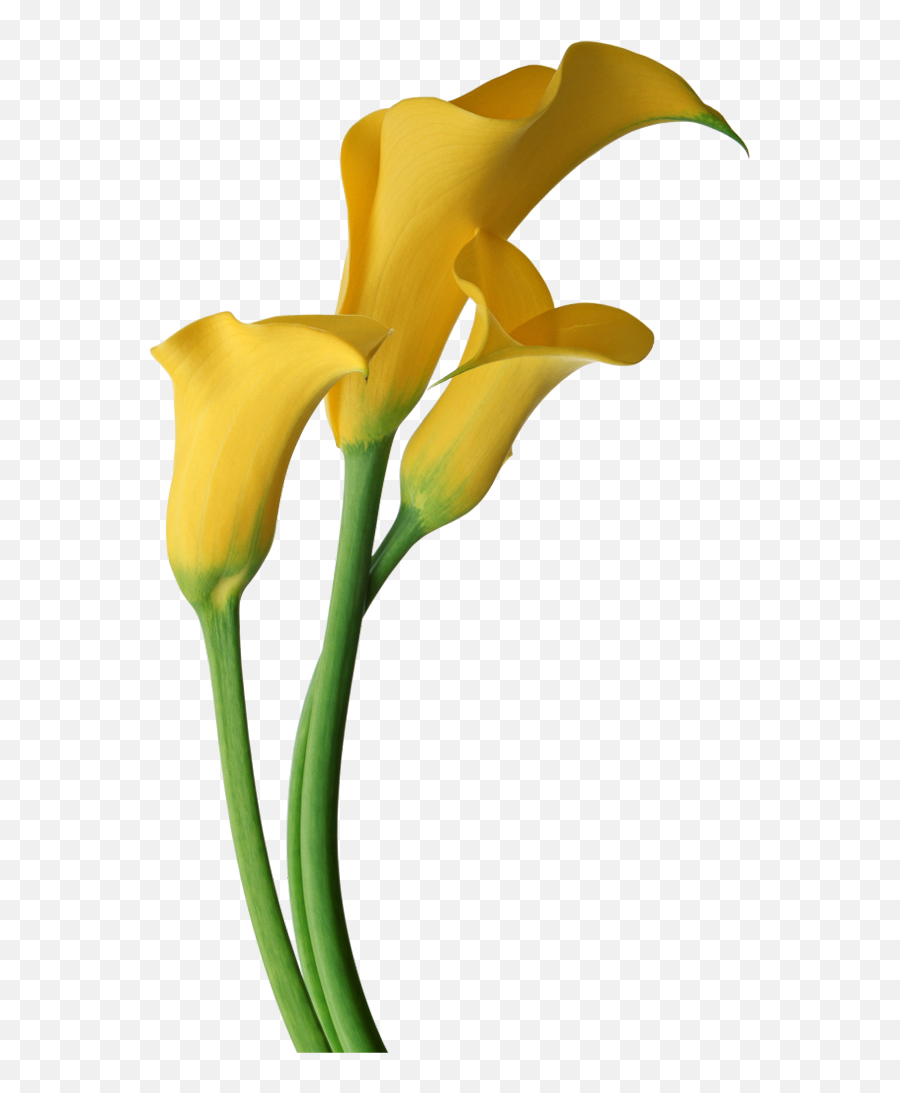 Free Transparent Lilies Download Free Clip Art Free Clip - Transparent Background Calla Lilies Png Emoji,Easter Lily Clipart