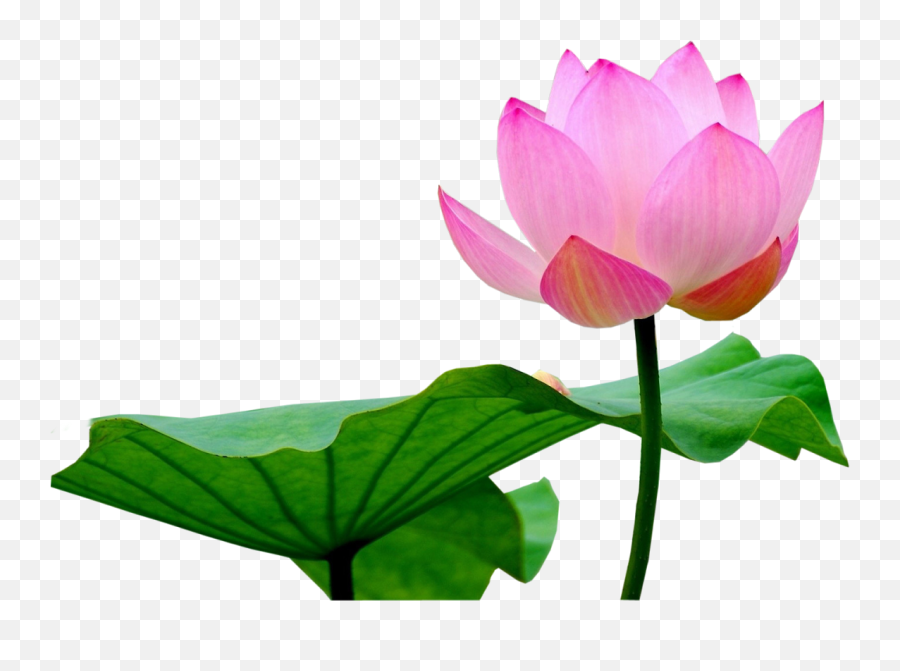 Lotus Flower Png - Transparent Background Lotus Flower Transparent Emoji,Lotus Flower Png