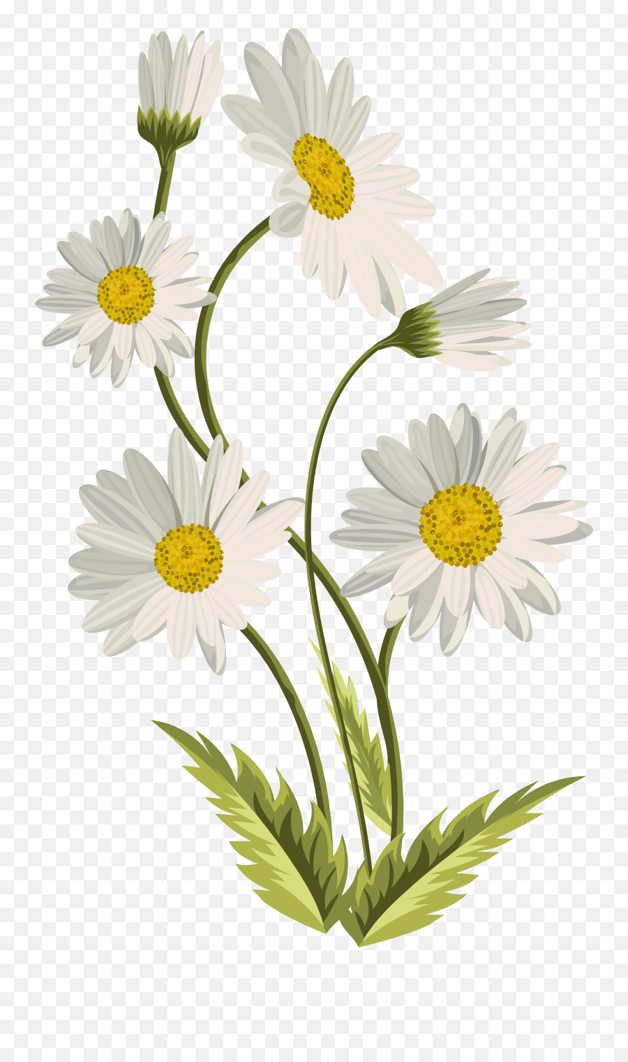 Daisies Clipart Download Free Clip Art - Transparent Daisy Flower Png Emoji,Daisy Clipart