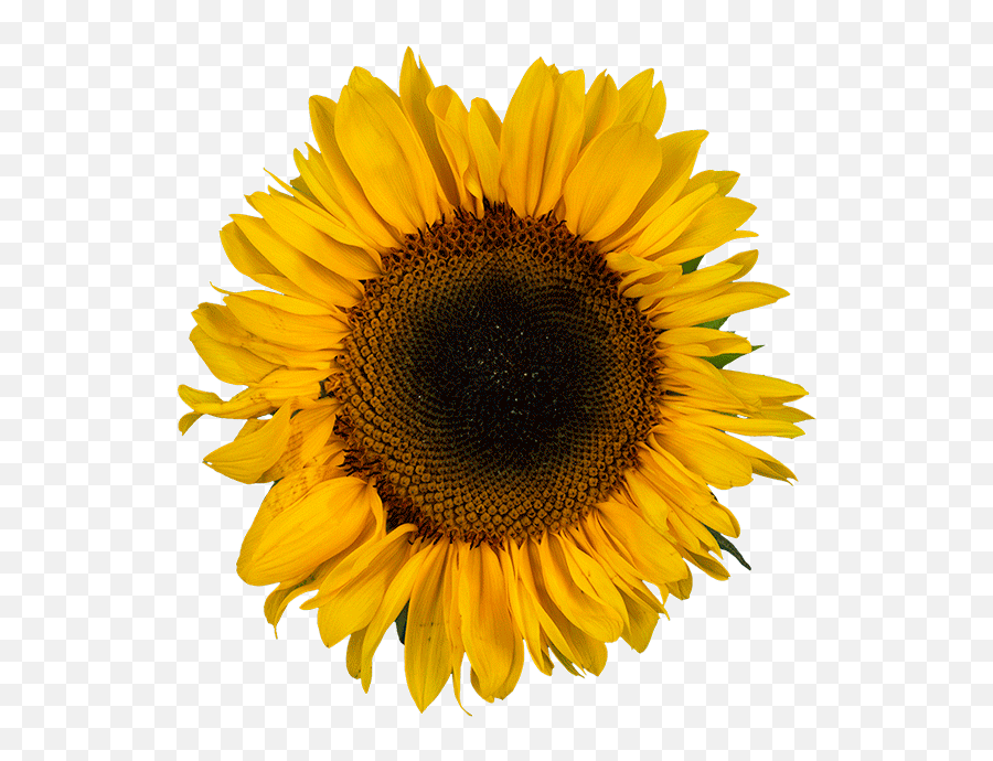 Sunflower Gifs 95 Beautiful Gif Animations For Free - Sunflower Transparent Png Emoji,Transparent Sunflowers