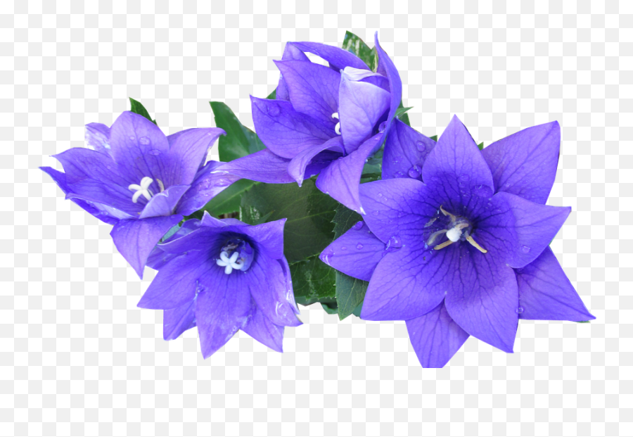 Download Blue Flower Cut Out - Cut Out Flowers Png Png Emoji,Blue Flowers Png