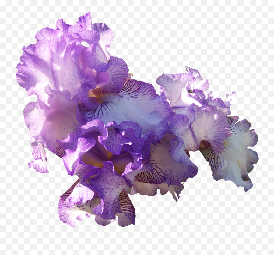 Light Purple Iris Emoji,Iris Flower Png