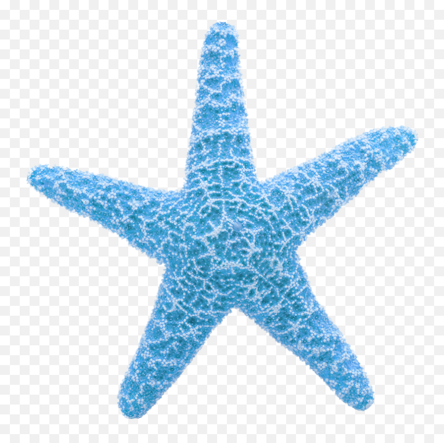 Starfish Clipart Png U0026 Free Starfish Clipartpng Transparent - Girl Star Fish Bed Meme Emoji,Starfish Clipart