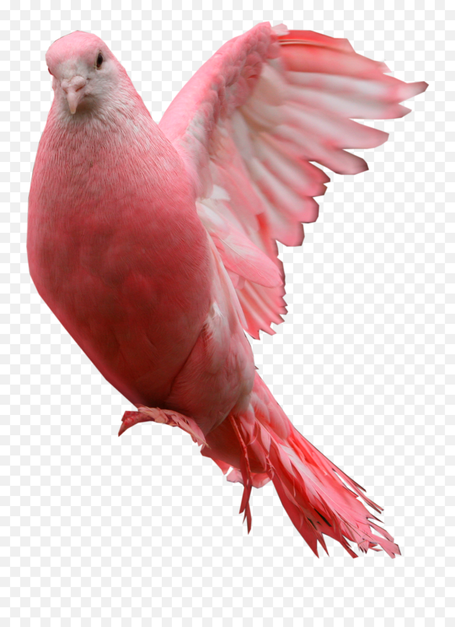 Pink Pigeon Png Animal Clipart Png P 1840124 - Png Pigeon Png Emoji,Animal Clipart