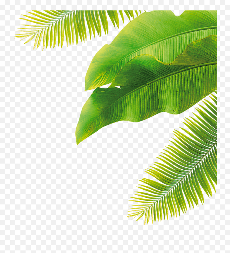 Transparent Coconut Leaves Png Image - Transparent Background Coconut Leaf Png Emoji,Transparent Leaves