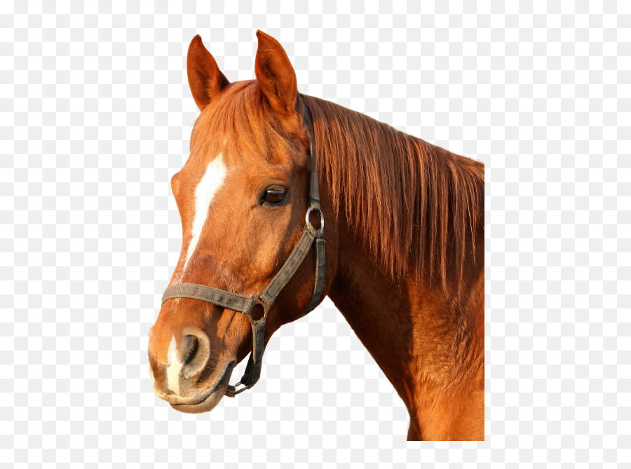 Horse Clipart Hd Png - Horse Png Emoji,Horse Clipart