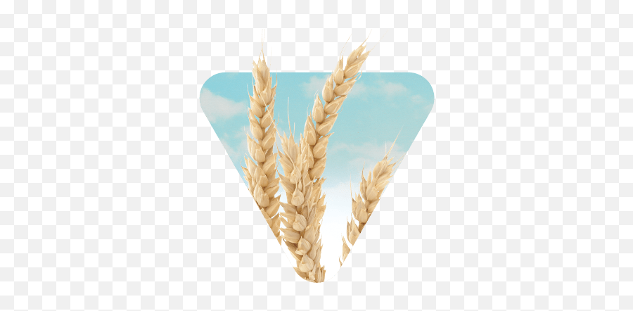 Wheat For All Growing Conditions U0026 End - Uses Canterra Seeds Emoji,Wheat Transparent