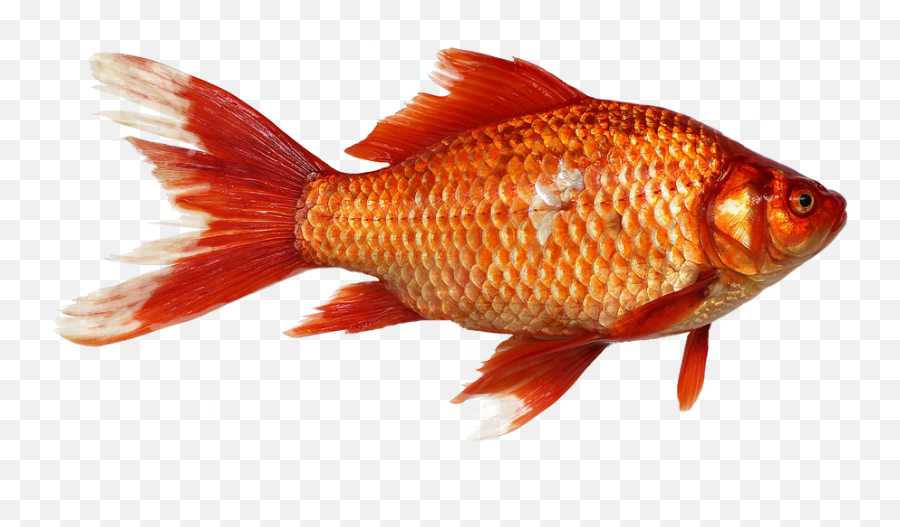 Fish Transparent Background Goldfish Orange Carp - 12 Inch By Emoji,Cat Ears Transparent Background
