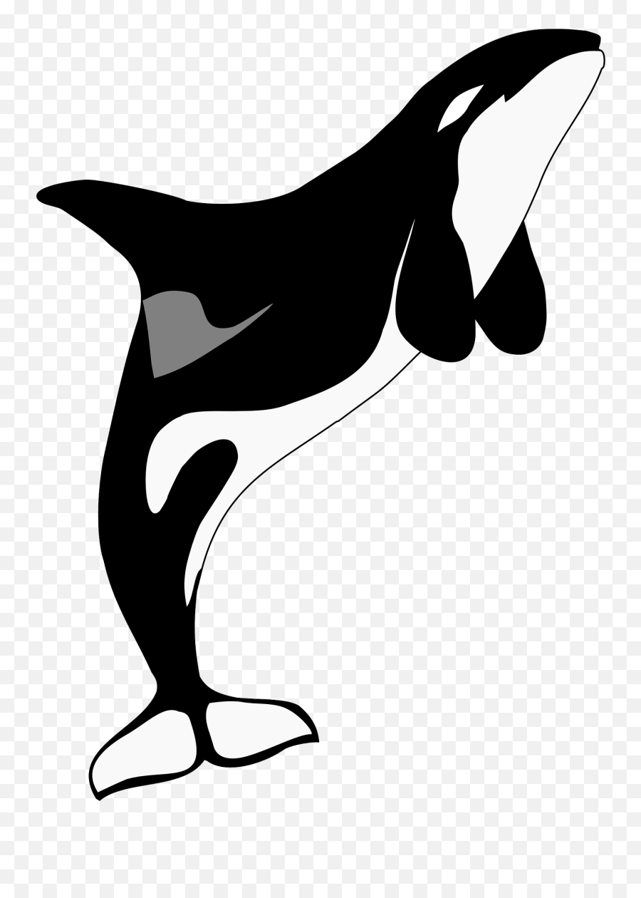 Orca Whale Clipart - Orca Anatomy Model Emoji,Orca Clipart