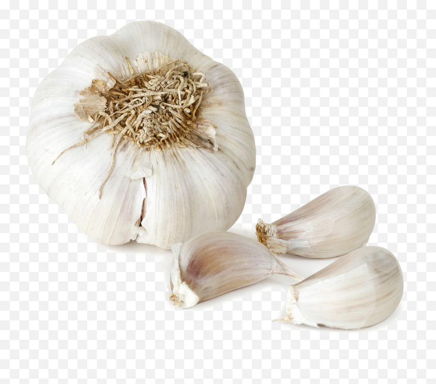 Garlic Png File - Garlic On Transparent Background Emoji,Garlic Png