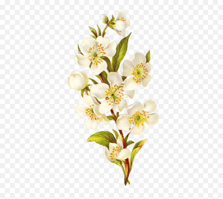 Vintage Flower Bouquet Png Isolated - Vintage Transparent Background Flowers Emoji,Cherry Blossom Transparent Background