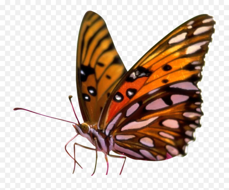 Butterfly Png Sitting On Flower Transparent Background - Transparent Background Real Transparent Background Butterfly Png Emoji,Flower Transparent