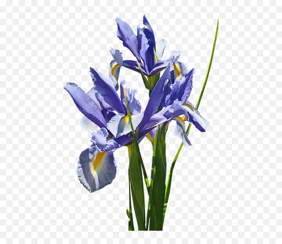 Flowers Blue Iris Emoji,Iris Flower Png