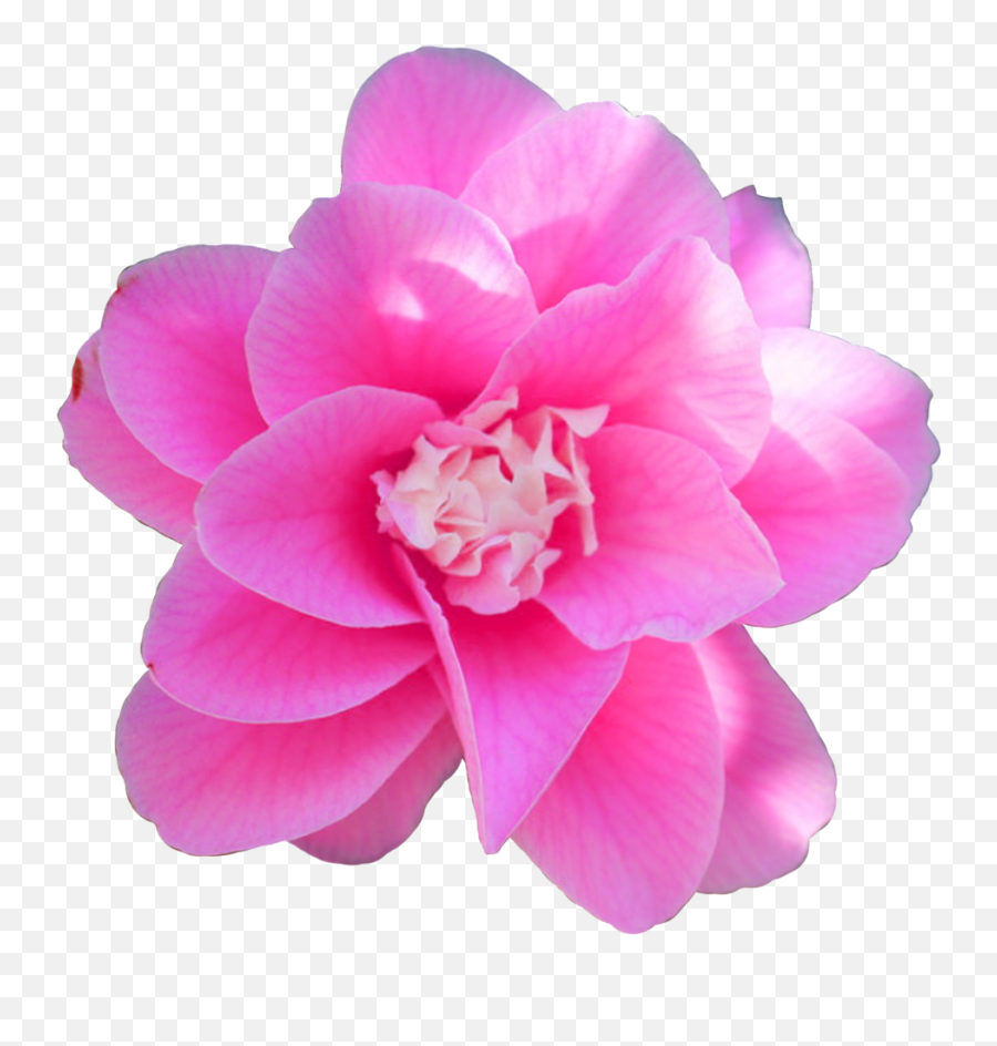Flower Real Pink Cute Sticker By Tomochun Emoji,Pink Flower Transparent Background