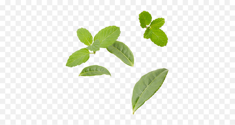 Marrakesh Mint Mighty Leaves - Tea Full Size Png Download Emoji,Mint Leaves Png