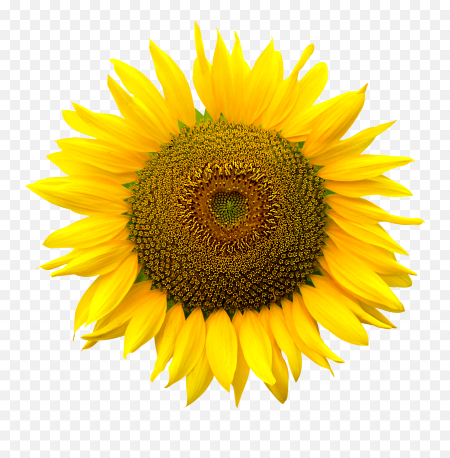Sunflower Png Images Transparent Emoji,Png Format