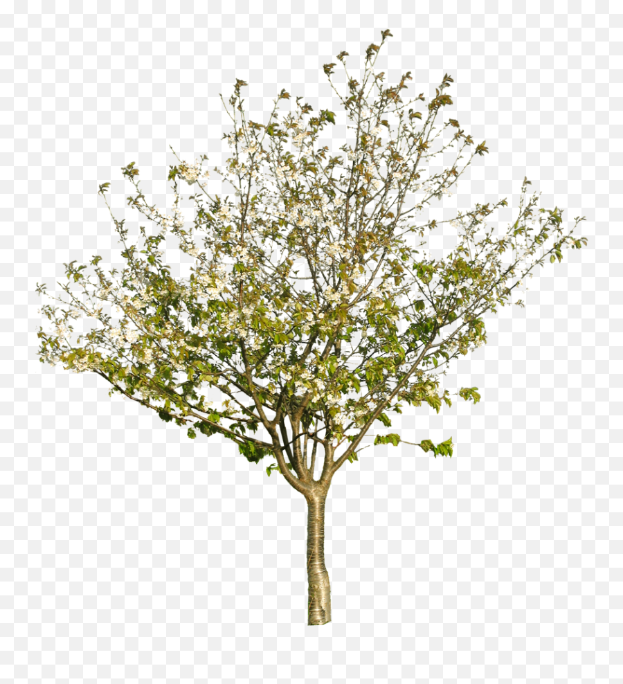 Download Tree Texture Png Png Image With No Background Emoji,Flame Texture Png