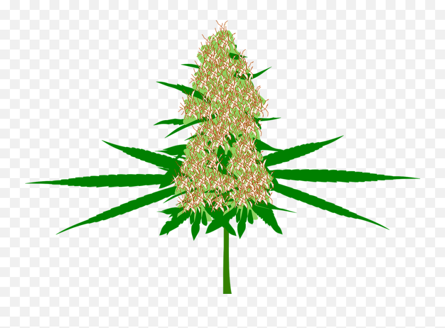 Free Photo Hemp Bud Cannabis Pot Medicine Plant Marijuana - Cannabis Cartoon Emoji,Weed Leaf Png