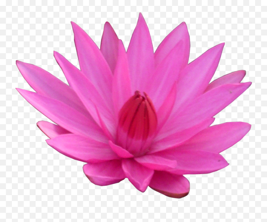 Download Lotus Flower Png Hd Emoji,Lotus Flower Png