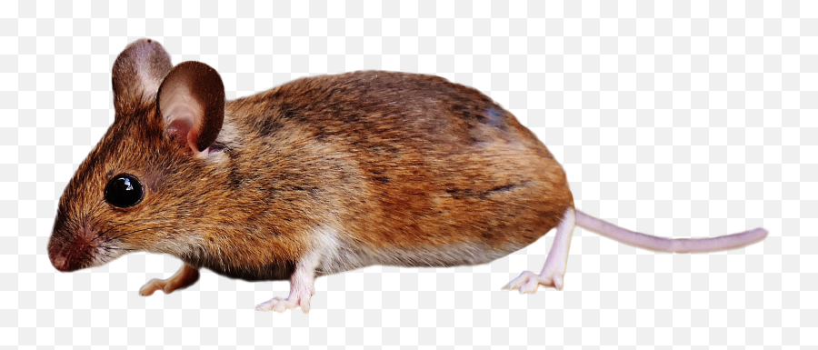 Brown Mouse Standing Png Image - Brown Mouse Transparent Background Emoji,Rat Transparent Background