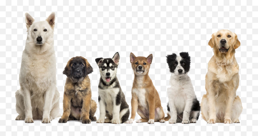 Dog Sitting Png - You Have Successfully Subscribed Dogs On Group Of Dogs Hd Emoji,Doge Transparent Background