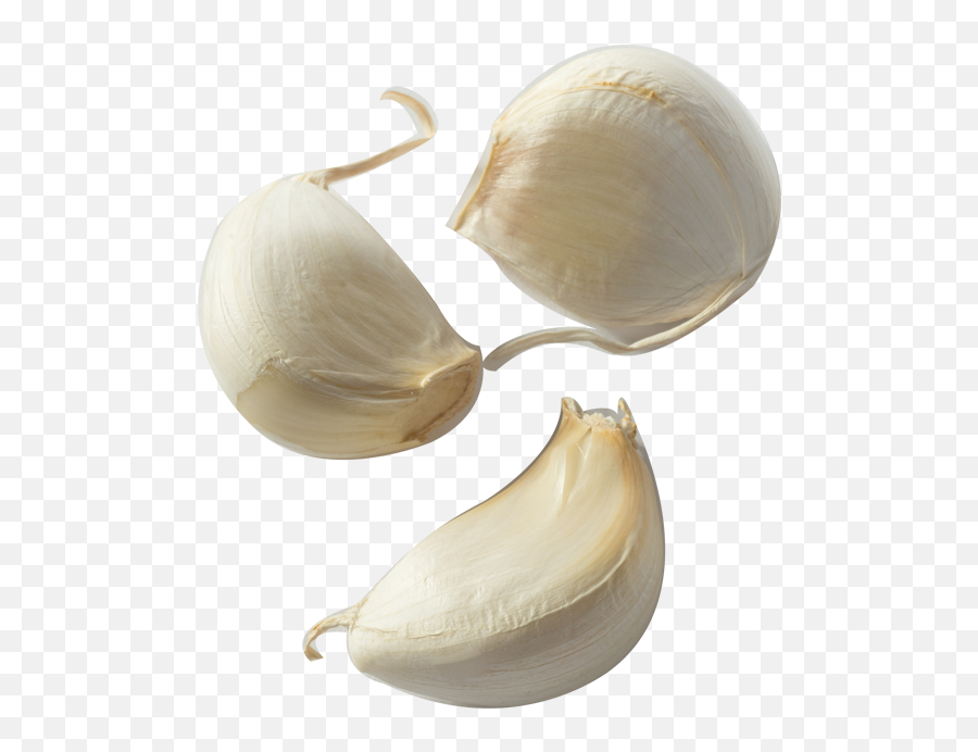 Free Transparent Garlic Png Download - Transparent Garlic Clove Png Emoji,Garlic Png