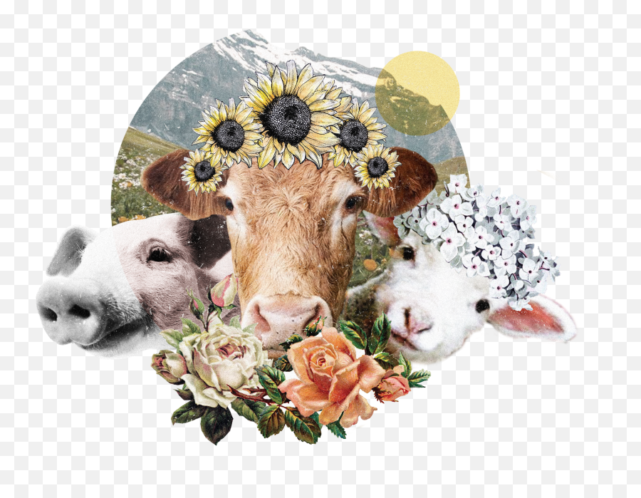 Sunabloom - Cow Emoji,Animals Png