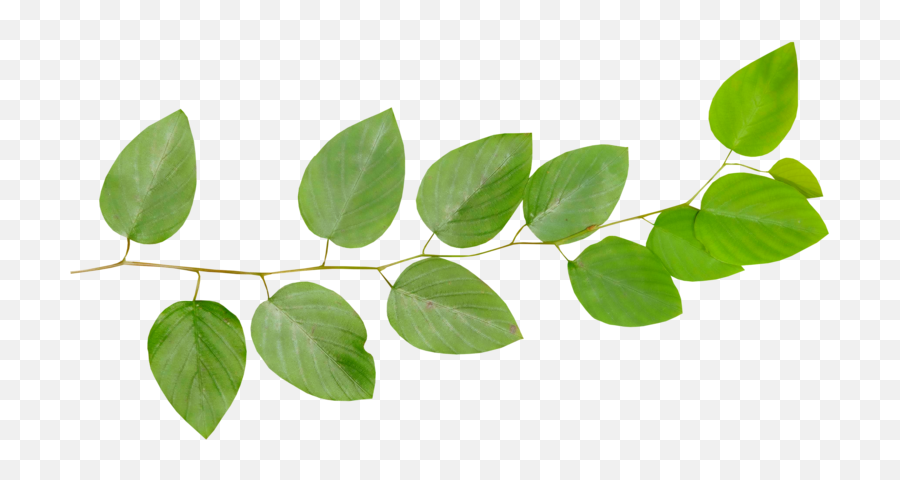 Branch Leaf Twig Desktop Wallpaper Emoji,Twigs Clipart