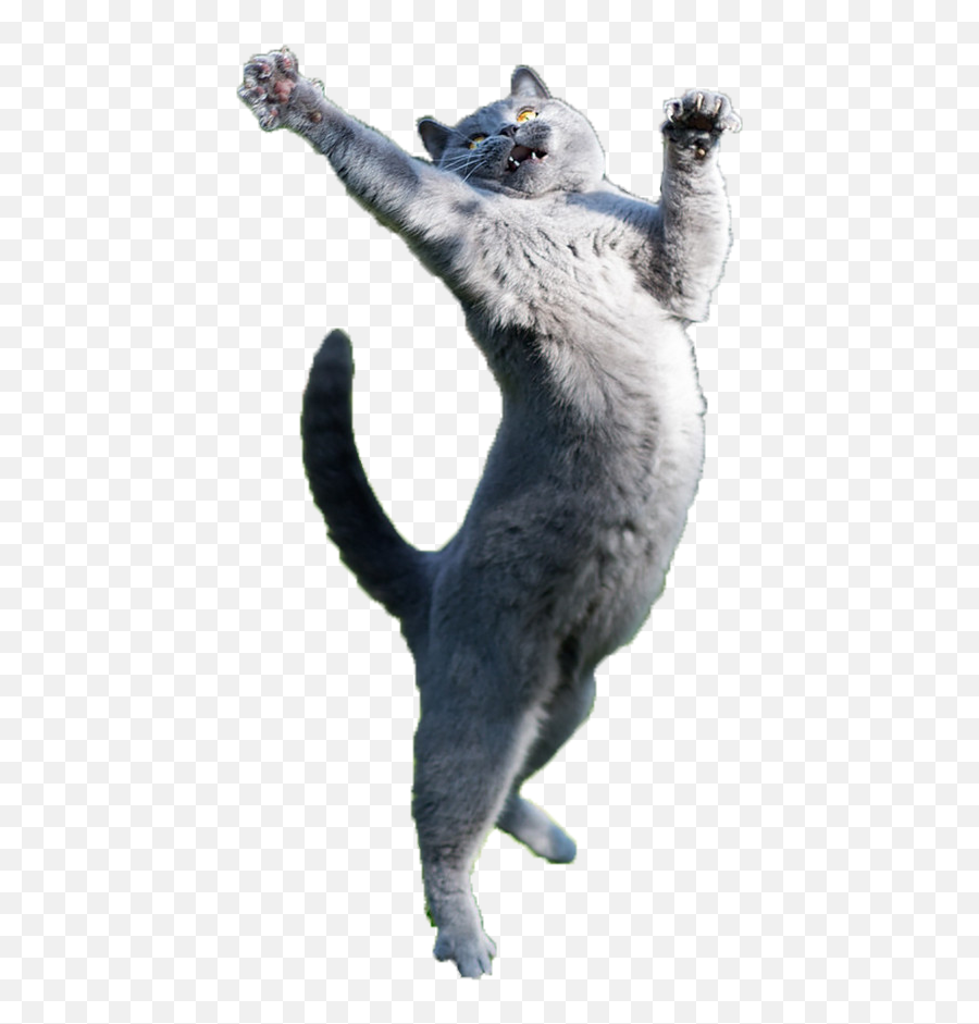 Http - I Imgur Com6amnf8p Cat Jumping Transparent Emoji,Cat Transparent Png