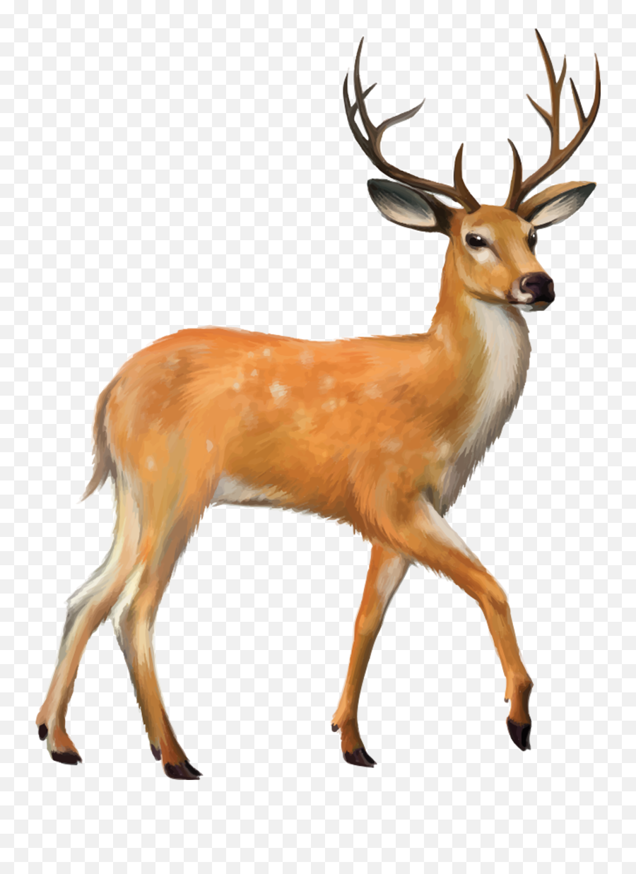 Deer Walking Transparent Png - Deer Emoji,Deer Png