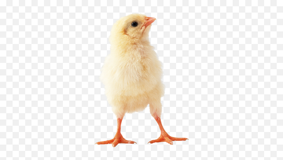 Pin On Pascua Emoji,Baby Chick Png