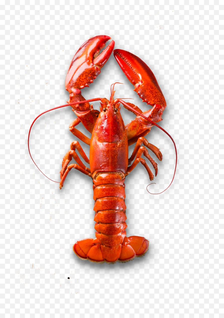 Salt U0026 Sky - Globally Inspired Seafood Products Emoji,Lobster Transparent Background