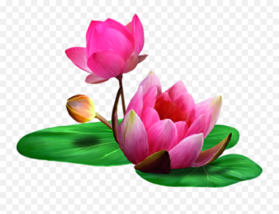 Transparent Background Lotus Flowers - Transparent Background Lotus Clip Art Emoji,Lotus Flower Png