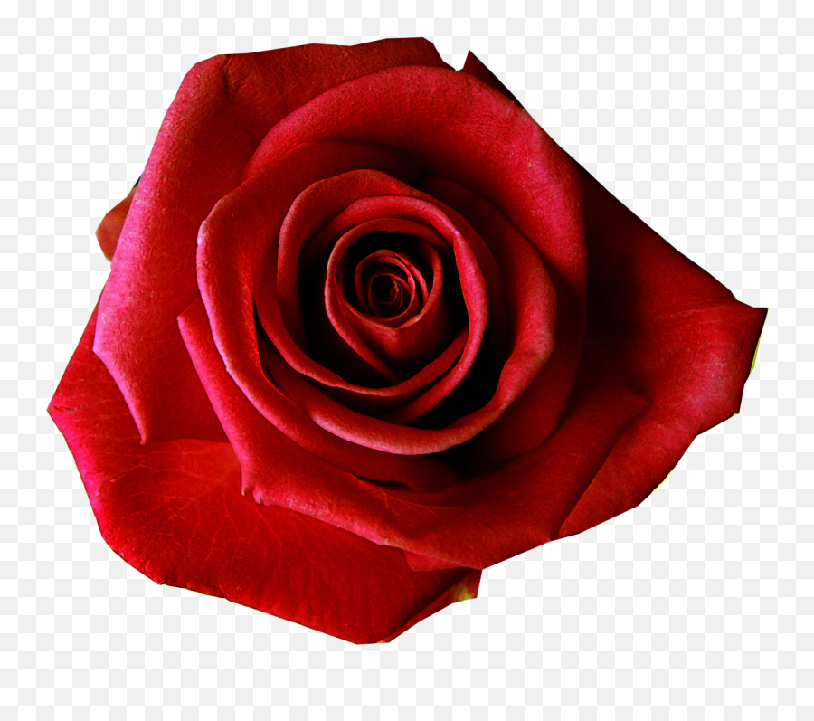 Red Rose Transmission - Rose Flower Without Background Emoji,Red Rose Clipart
