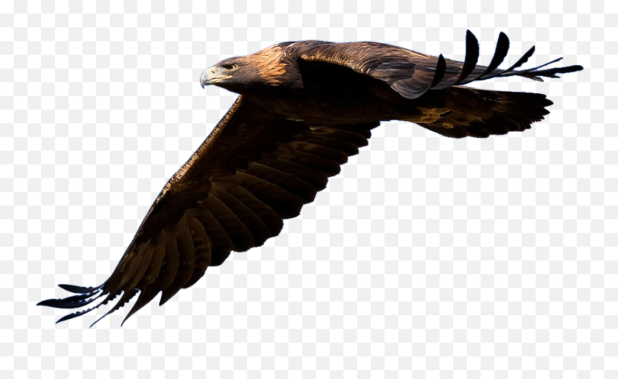 Golden Eagle Clipart - Clipart Best Golden Eagle Flying Transparent Emoji,Eagle Clipart Free