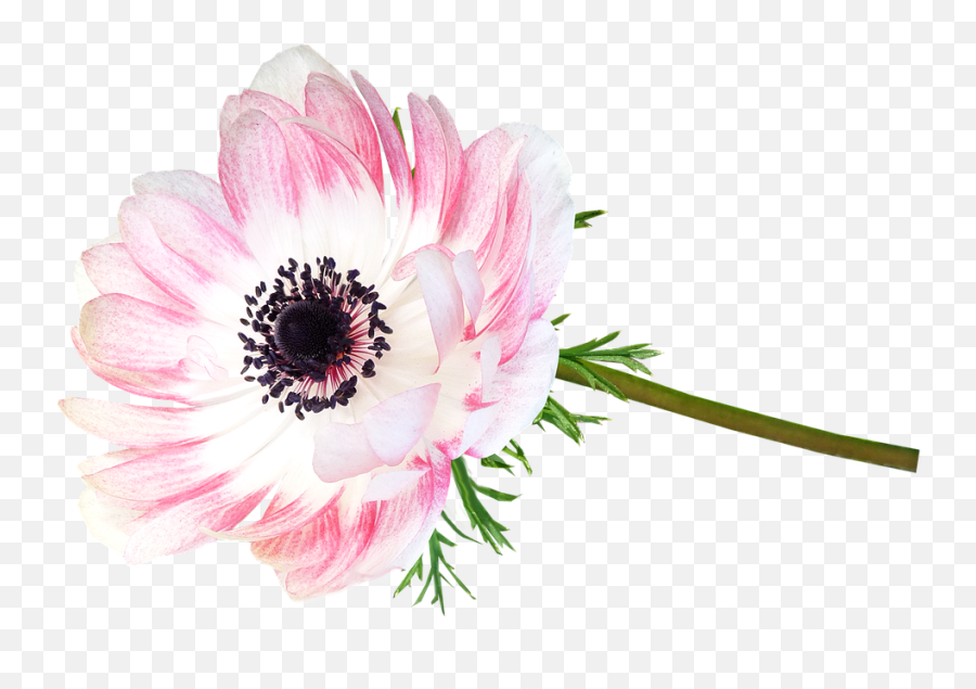 Free Photo White Stem Anemone Cut Out Isolated Pink Flower Emoji,Pink Flower Transparent Background