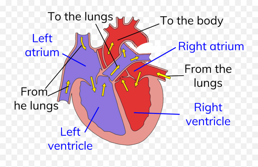 Circuit Heart Png - Diagram For Circulatory System Emoji,Heart Organ Clipart