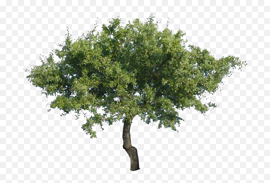 Green Oak Tree Png Image - Oak Emoji,Tree Png