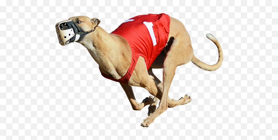 Greyhound Racing Png Png Image With No - Greyhound Running White Background Emoji,Racing Png