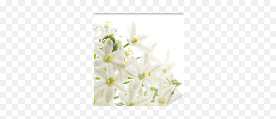 White Flowers Background Wall Mural U2022 Pixers - We Live To Change Emoji,White Flowers Transparent Background
