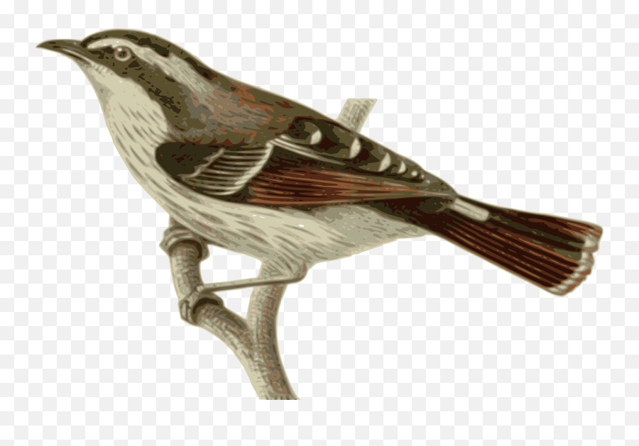 Perching Birdold World Flycatcherwren Png Clipart Emoji,Sparrow Clipart
