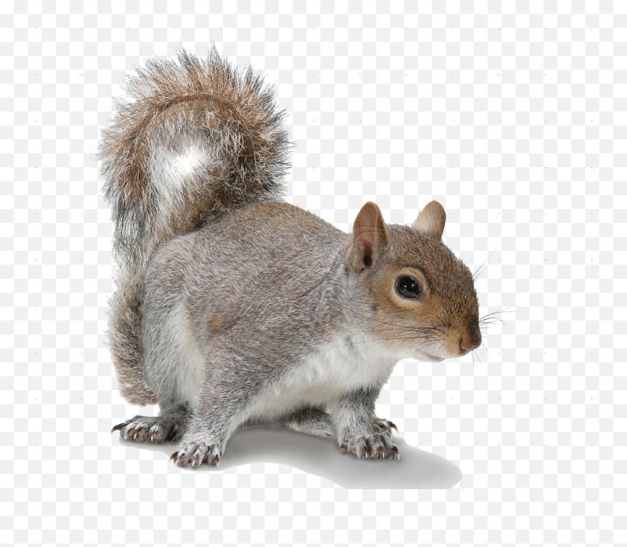 Squirrel - Squirrel Png Emoji,Squirrel Png