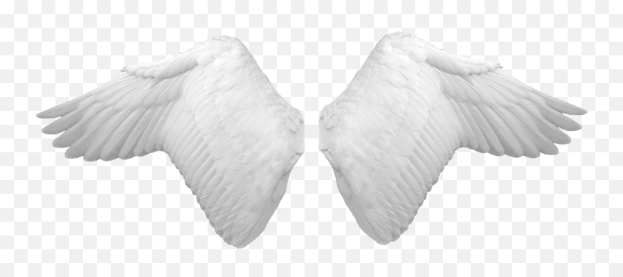 White New Wings Png Images - 2021 Full Hd Background Angel Wing Psd Emoji,Wings Png